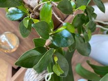 Load image into Gallery viewer, Bonsai Focus 300ml