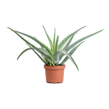 Load image into Gallery viewer, Aloe Vera