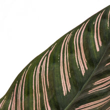 Load image into Gallery viewer, Calathea sand. Ornata