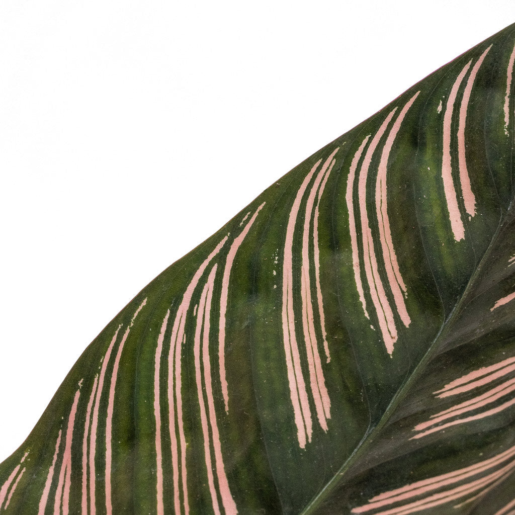 Calathea sand. Ornata – Milestone Garden Centre