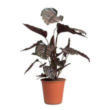 Load image into Gallery viewer, Calathea sand. Ornata