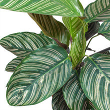 Load image into Gallery viewer, Calathea sand. Ornata