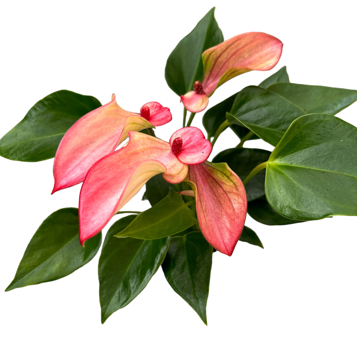 Anthurium andr Matata – Milestone Garden Centre