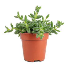 Load image into Gallery viewer, Delosperma echinatum 'pickle plant'