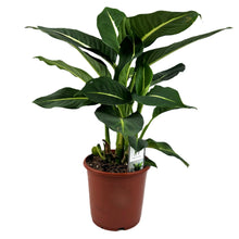 Load image into Gallery viewer, Dieffenbachia 'Green Magic'
