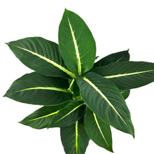 Load image into Gallery viewer, Dieffenbachia 'Green Magic'