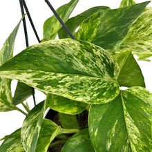 Load image into Gallery viewer, Epipremnum pinn Marbe Queen Hanging