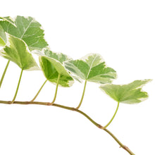 Load image into Gallery viewer, Hedera Helix Variegated