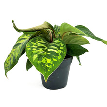 Load image into Gallery viewer, Homalomena Camouflage