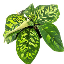 Load image into Gallery viewer, Homalomena Camouflage