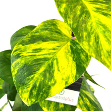 Load image into Gallery viewer, Epipremnum Aureum Kratiste