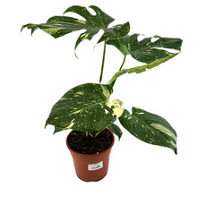 Load image into Gallery viewer, Monstera Deliciosa Thai Constellation