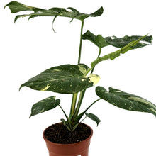 Load image into Gallery viewer, Monstera Deliciosa Thai Constellation
