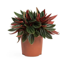 Load image into Gallery viewer, Peperomia caperata Rosso