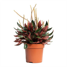 Load image into Gallery viewer, Peperomia caperata Rosso