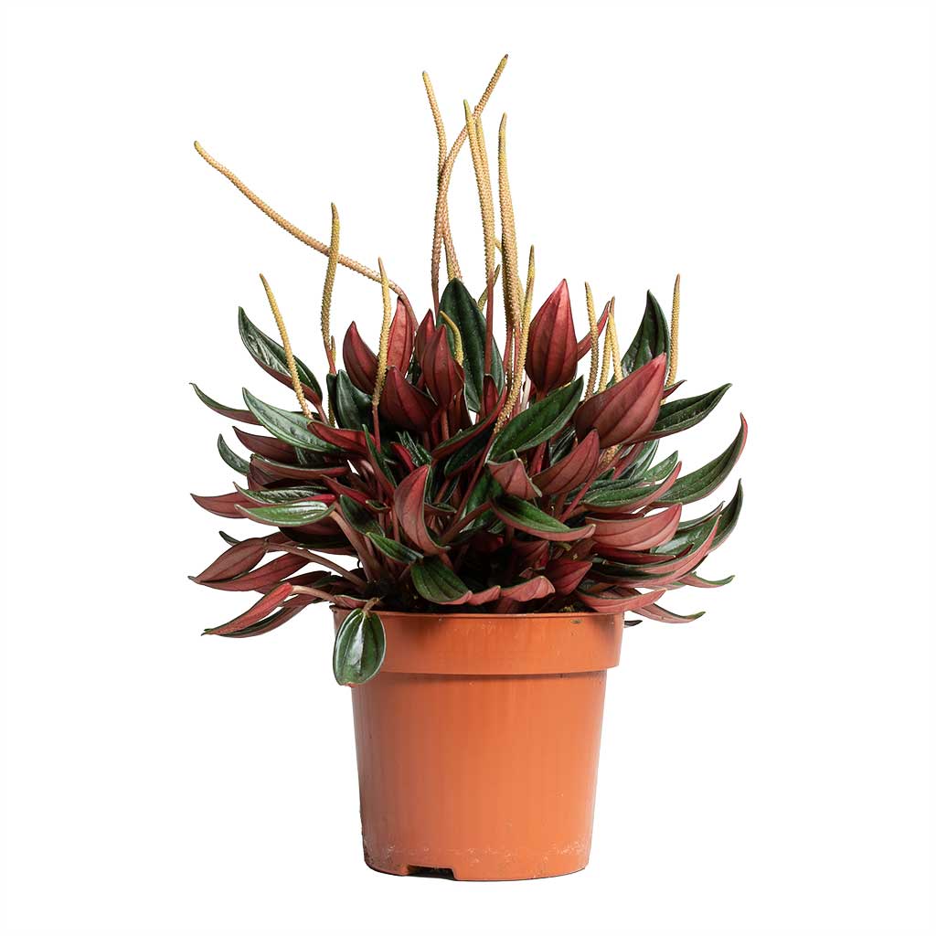 Peperomia caperata Rosso – Milestone Garden Centre