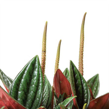 Load image into Gallery viewer, Peperomia caperata Rosso