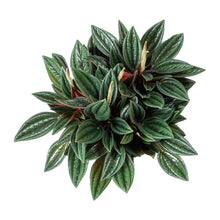 Load image into Gallery viewer, Peperomia caperata Rosso