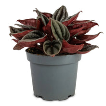 Load image into Gallery viewer, Peperomia Santorini