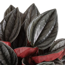 Load image into Gallery viewer, Peperomia Santorini