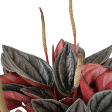 Load image into Gallery viewer, Peperomia Santorini