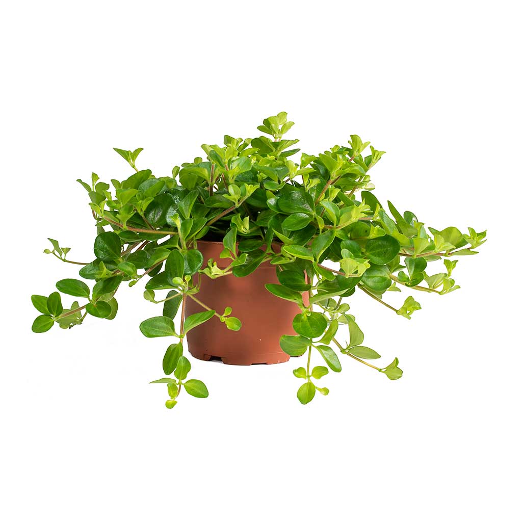 jade necklace plant peperomia Peperomia Rotundifolia – Milestone Garden Centre