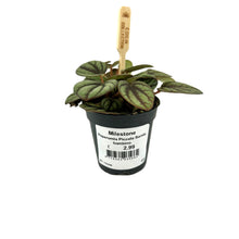 Load image into Gallery viewer, Peperomia Piccolo banda bambino