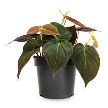 Load image into Gallery viewer, Philodendron scan 'Micans'