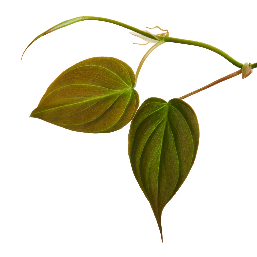 philodendron 411 Philodendron scan 'Micans' – Milestone Garden Centre