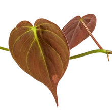 Load image into Gallery viewer, Philodendron scan 'Micans'