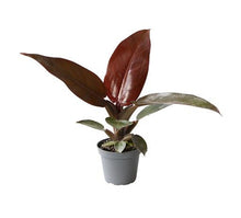 Load image into Gallery viewer, Philodendron Red Sun