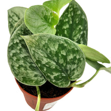 Load image into Gallery viewer, Scindapsus pictus Silvery Ann