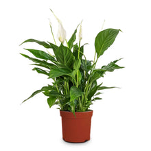 Load image into Gallery viewer, Spathiphyllum Bellini