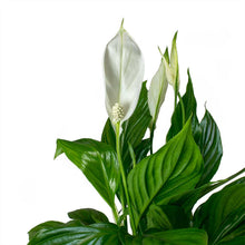 Load image into Gallery viewer, Spathiphyllum Bellini