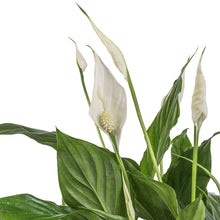 Load image into Gallery viewer, Spathiphyllum Bellini