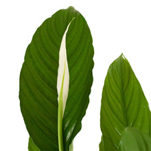Load image into Gallery viewer, Spathiphyllum Bingo Cupido