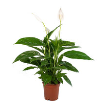 Load image into Gallery viewer, Spathiphyllum Bingo Cupido