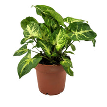 Load image into Gallery viewer, Syngonium Arrow