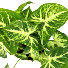 Load image into Gallery viewer, Syngonium Arrow