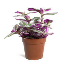 Load image into Gallery viewer, Tradescantia albiflora 'Nanouk'