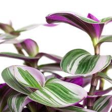 Load image into Gallery viewer, Tradescantia albiflora 'Nanouk'