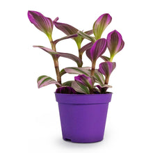 Load image into Gallery viewer, Tradescantia albiflora 'Nanouk'