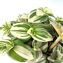 Load image into Gallery viewer, Tradescantia Brightness