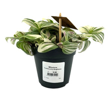 Load image into Gallery viewer, Tradescantia Brightness
