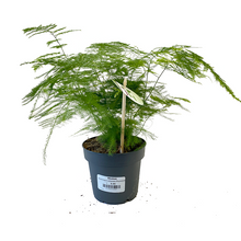 Load image into Gallery viewer, Asparagus setaceus 'Plumosus' large