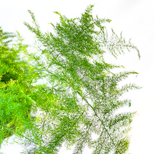 Load image into Gallery viewer, Asparagus setaceus 'Plumosus' large