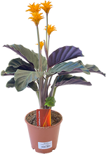 Load image into Gallery viewer, Calathea crocata
