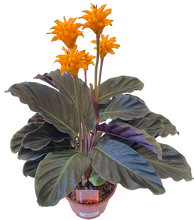Load image into Gallery viewer, Calathea crocata