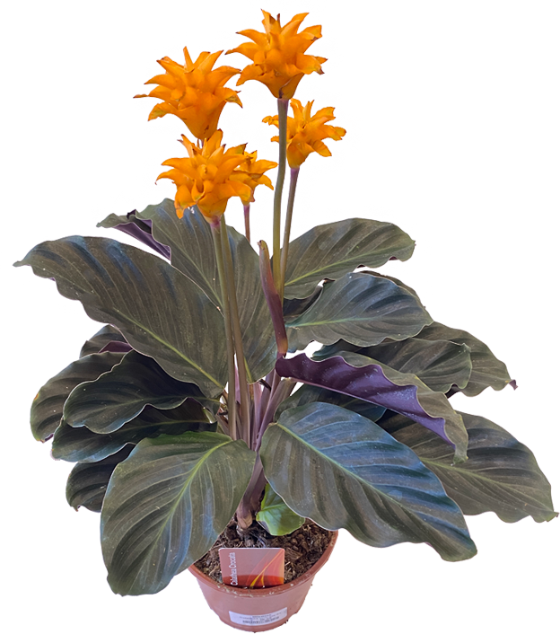 Calathea crocata – Milestone Garden Centre