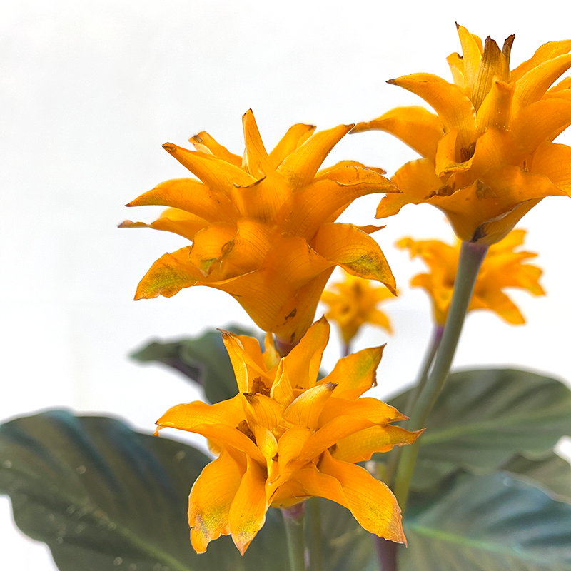 Calathea crocata – Milestone Garden Centre
